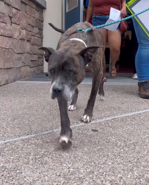 black dog walking out shelter