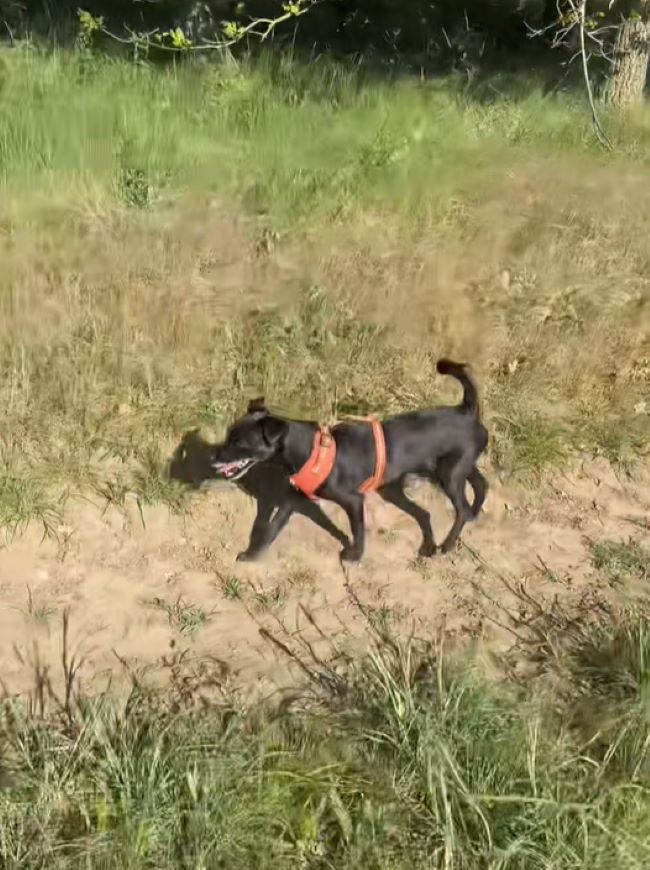 black dog walking