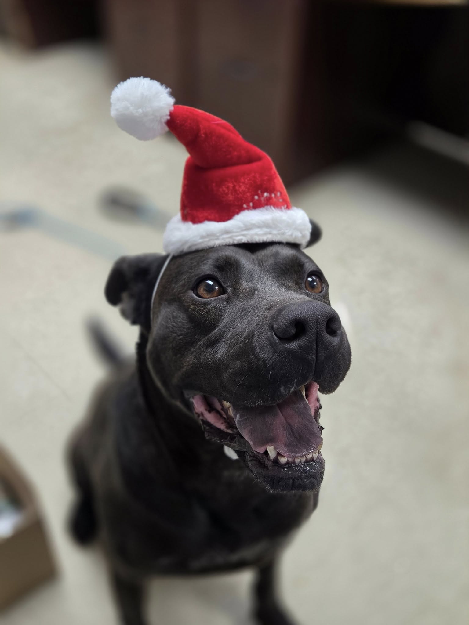 black dog with hat
