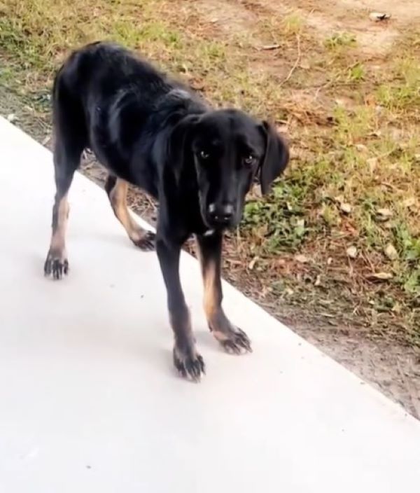 black stray dog