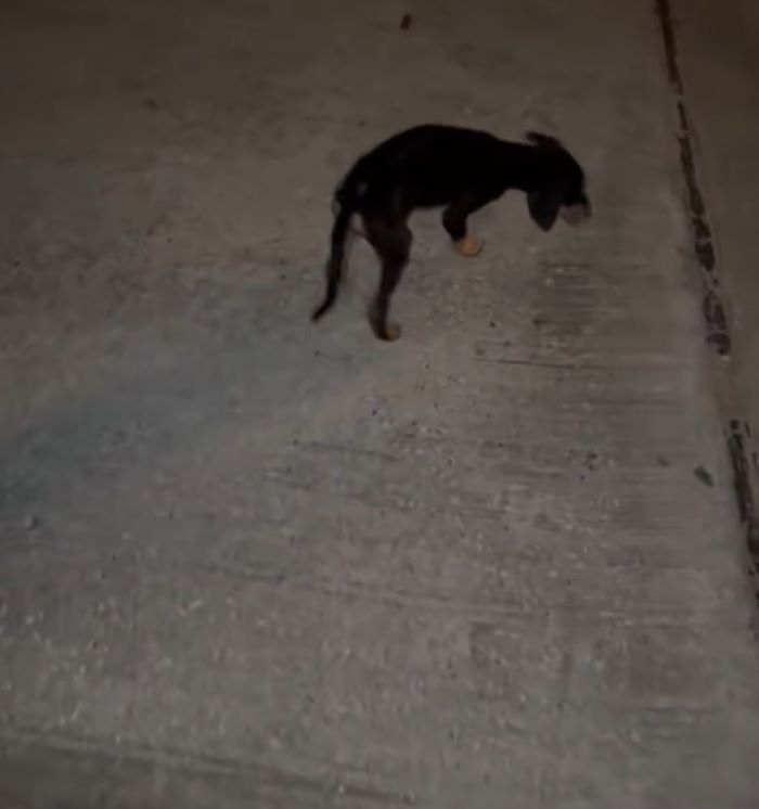 blind puppy