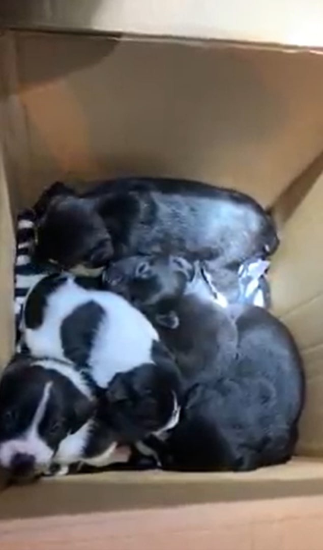 box with puppies