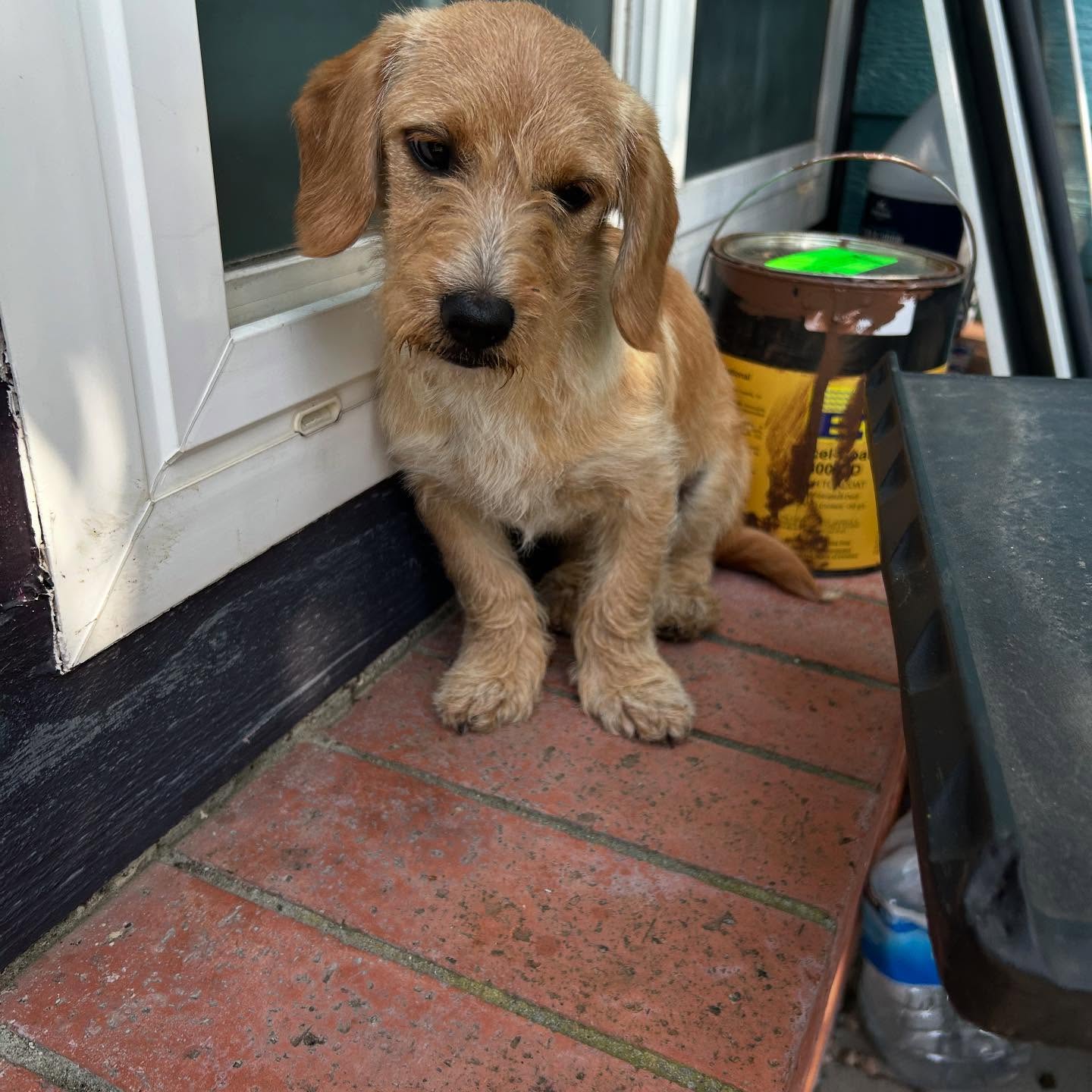 brown dog
