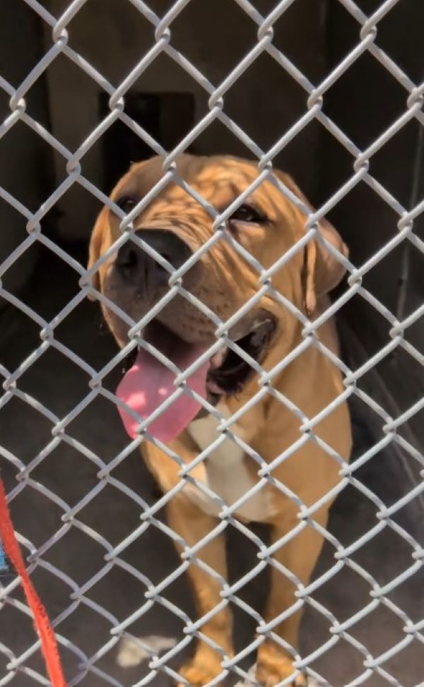 brown dog in cage