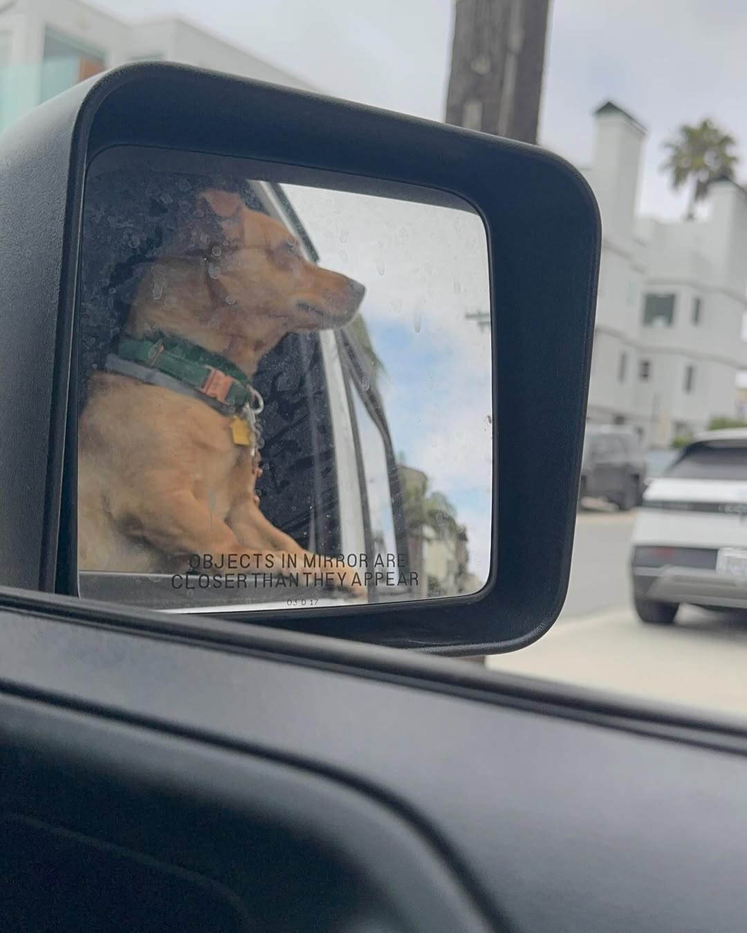 brown dog in mirror