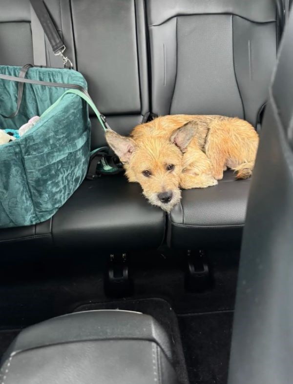 brown dog on back seat