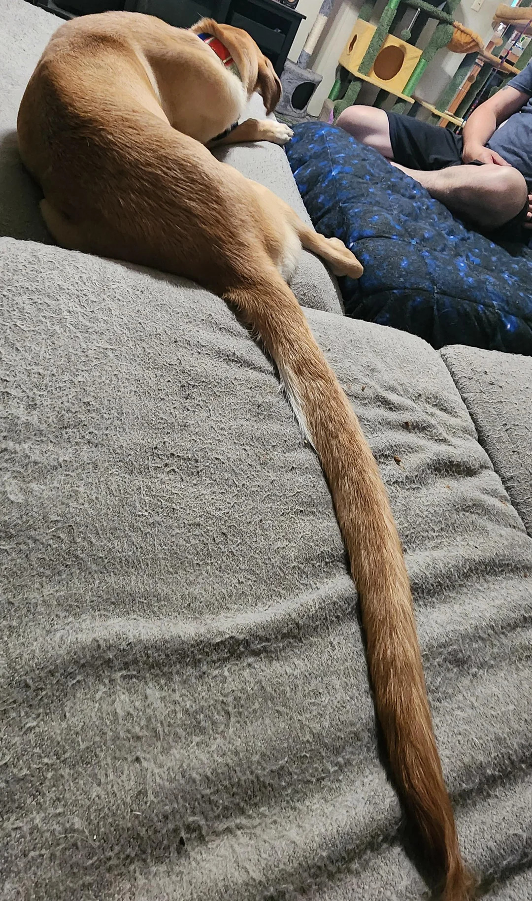 brown dog with big tail