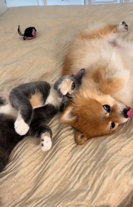 cat and dog lying together