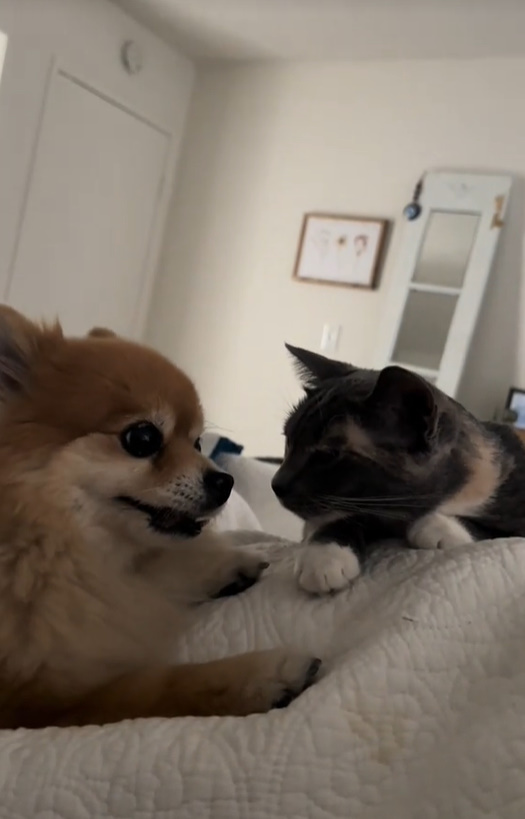 cat and dog