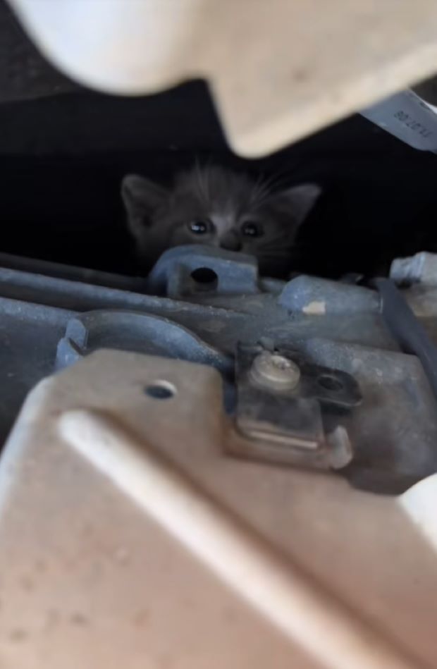 cat in car hood