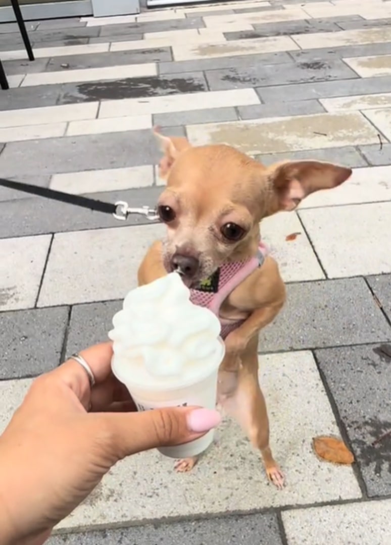chihuahua eating icecream