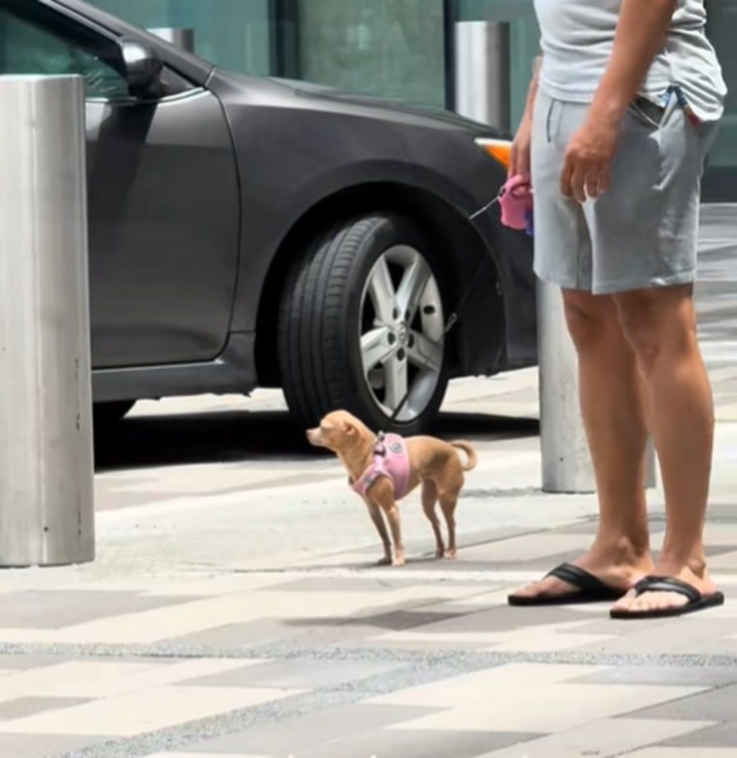 chihuahua on a leash