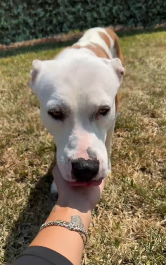 close up photo of a dog
