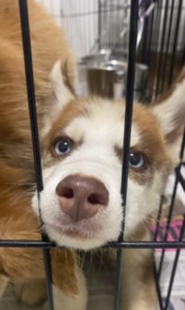 close up photo of husky