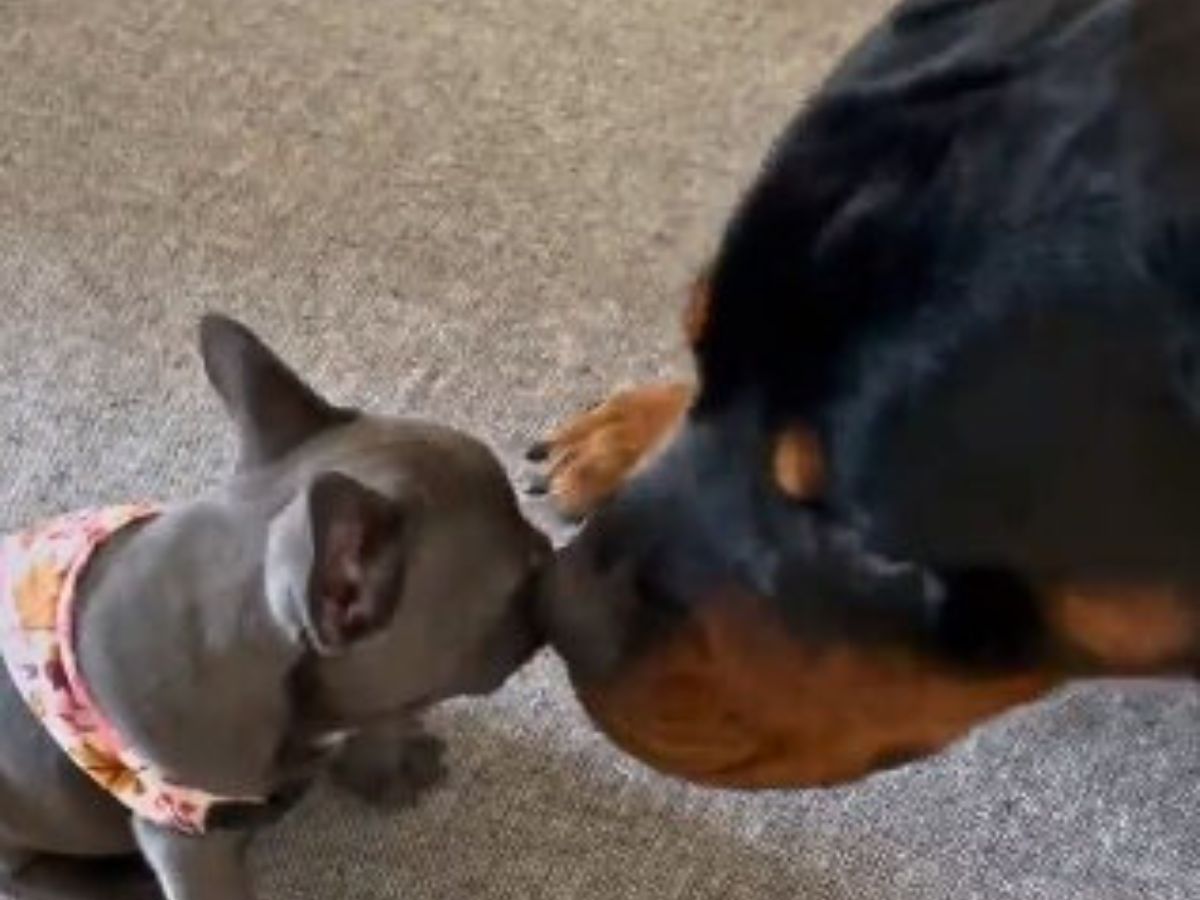 close up photo of rottweiler and puppy
