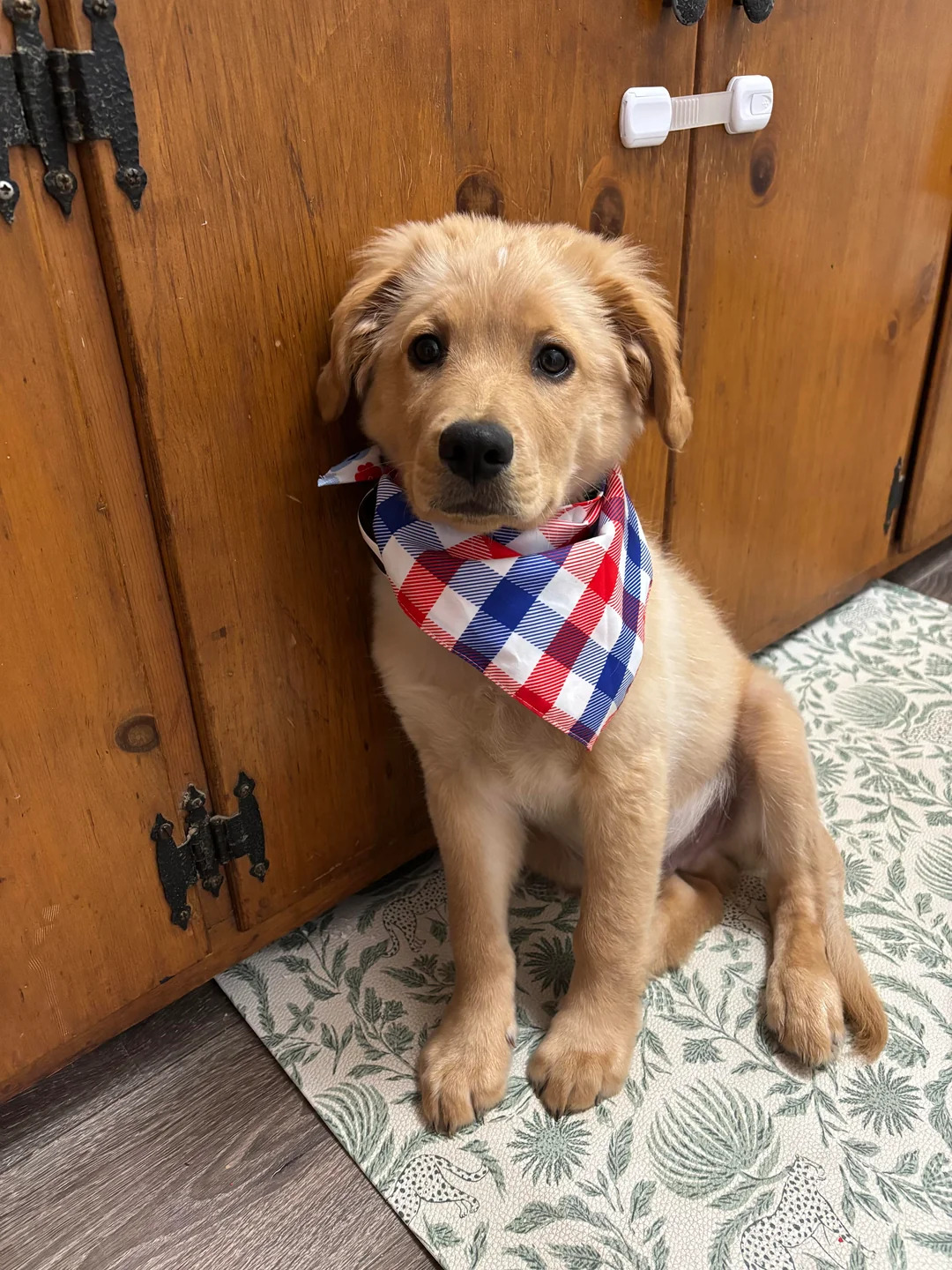 cute Golden Retriever