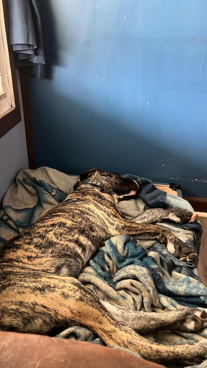 cute Great Dane
