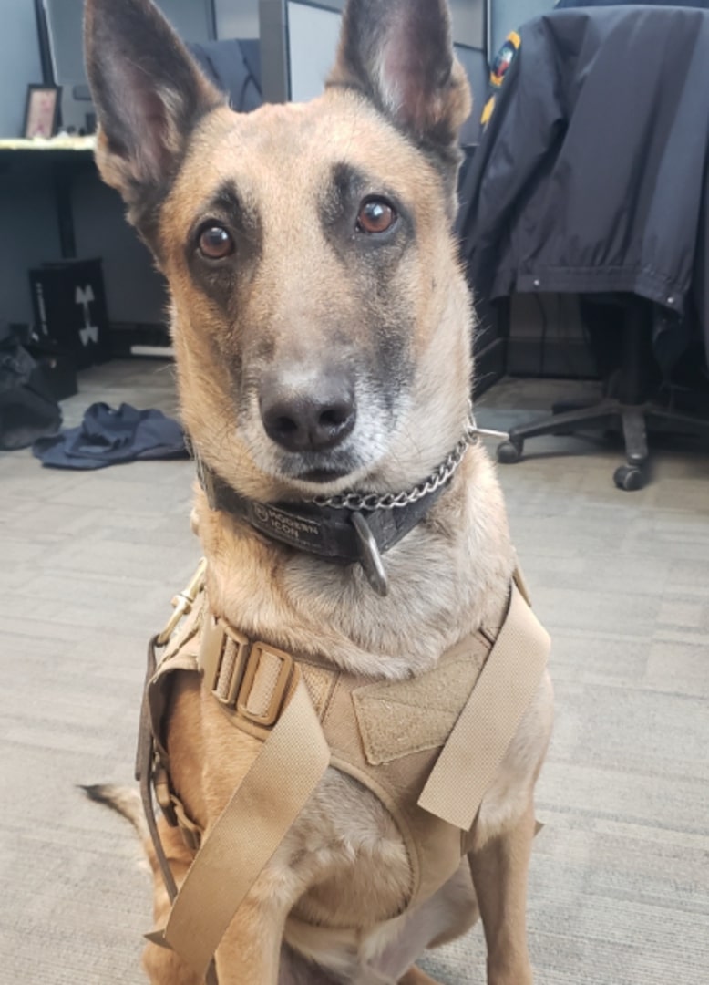 cute K-9 dog