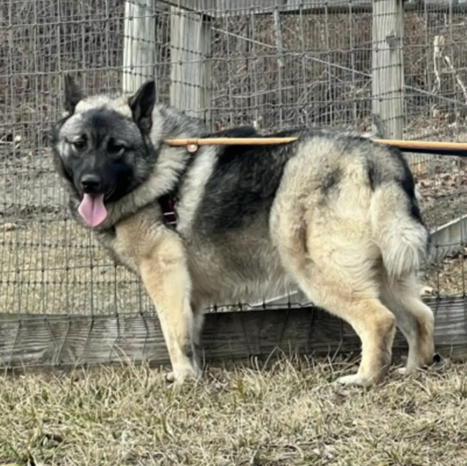 cute adopted dog
