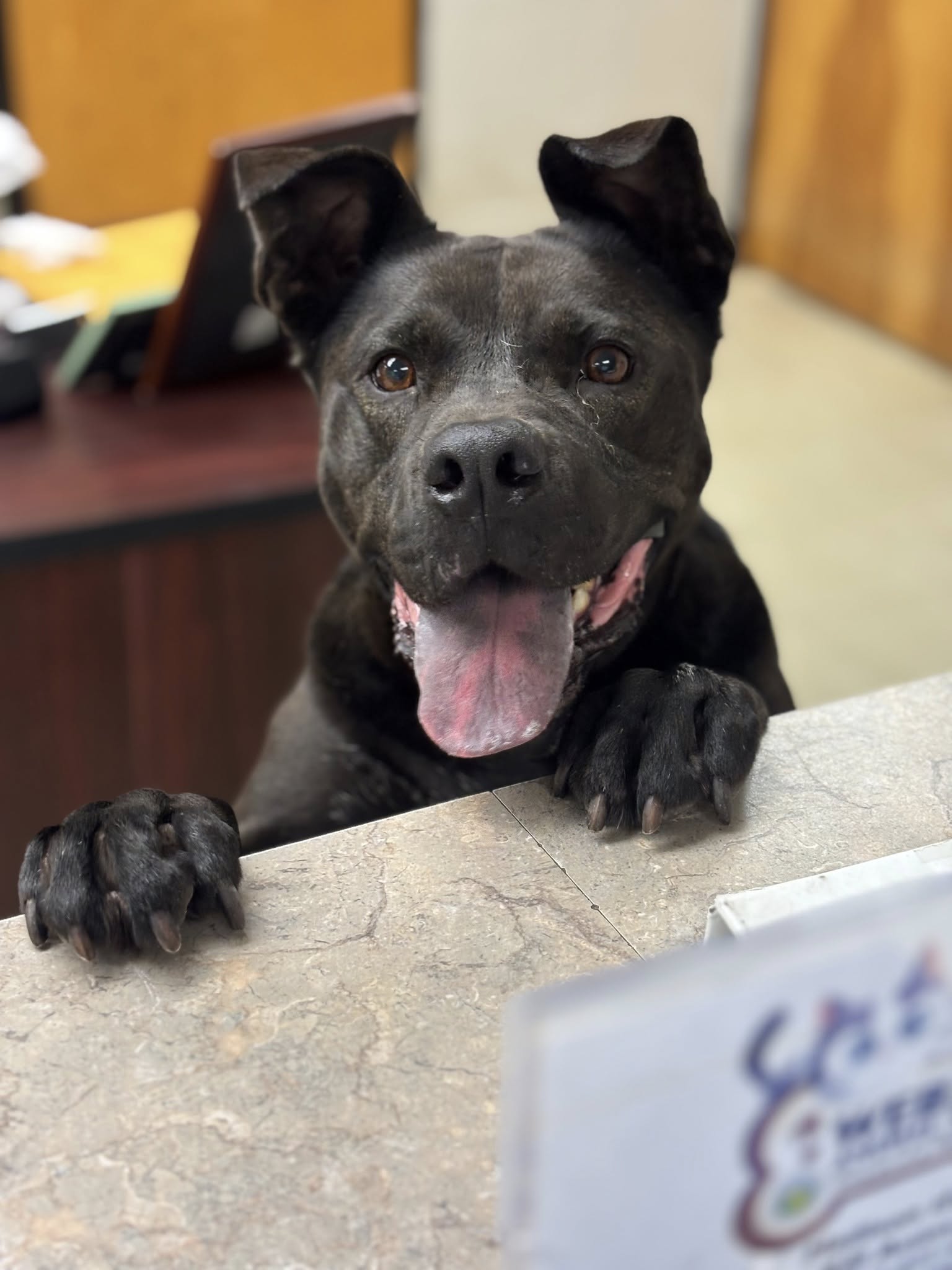 cute black dog