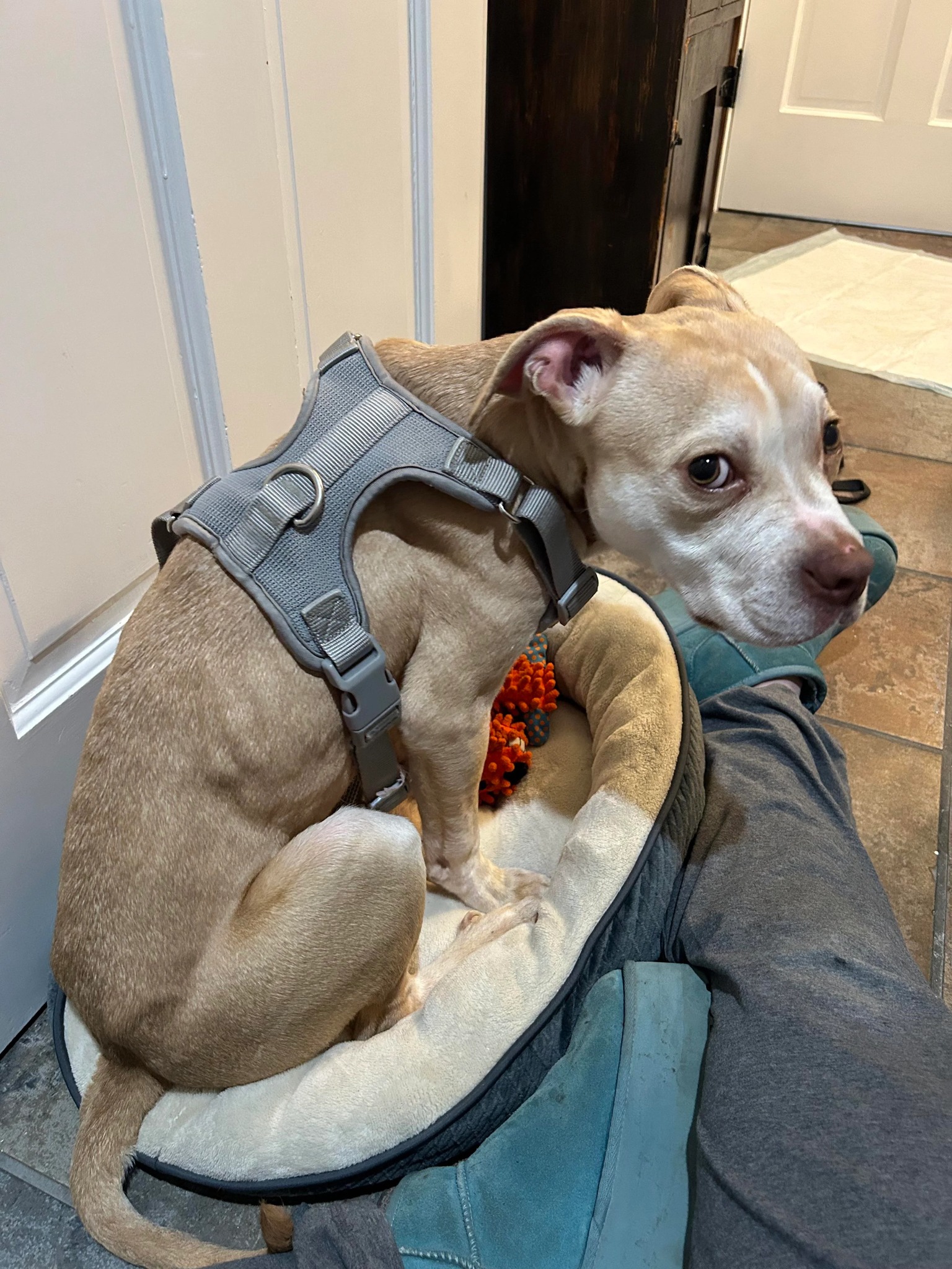 cute brown dog