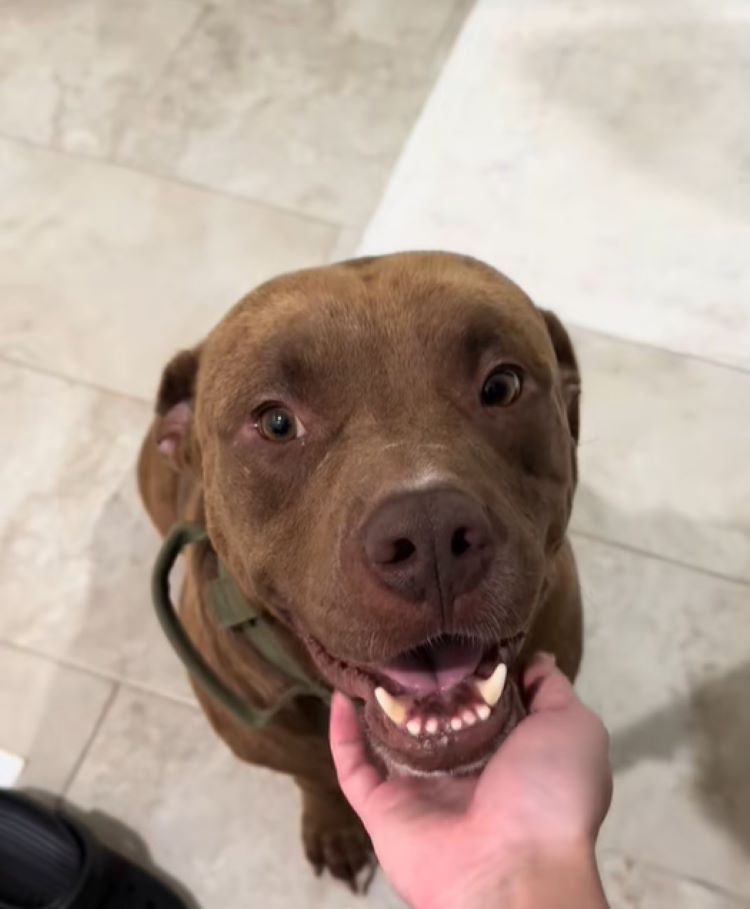 cute brown dog