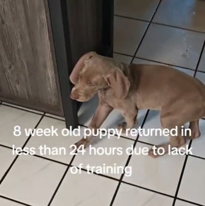 cute brown puppy