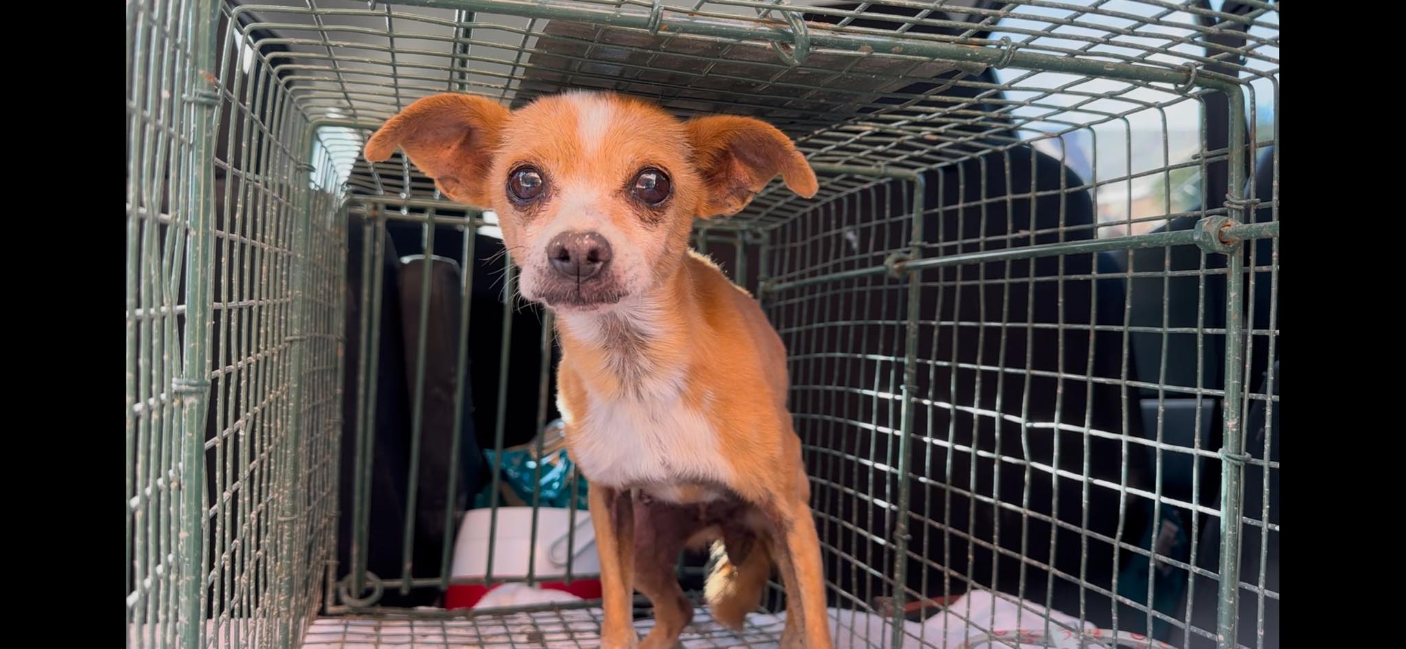cute chihuahua