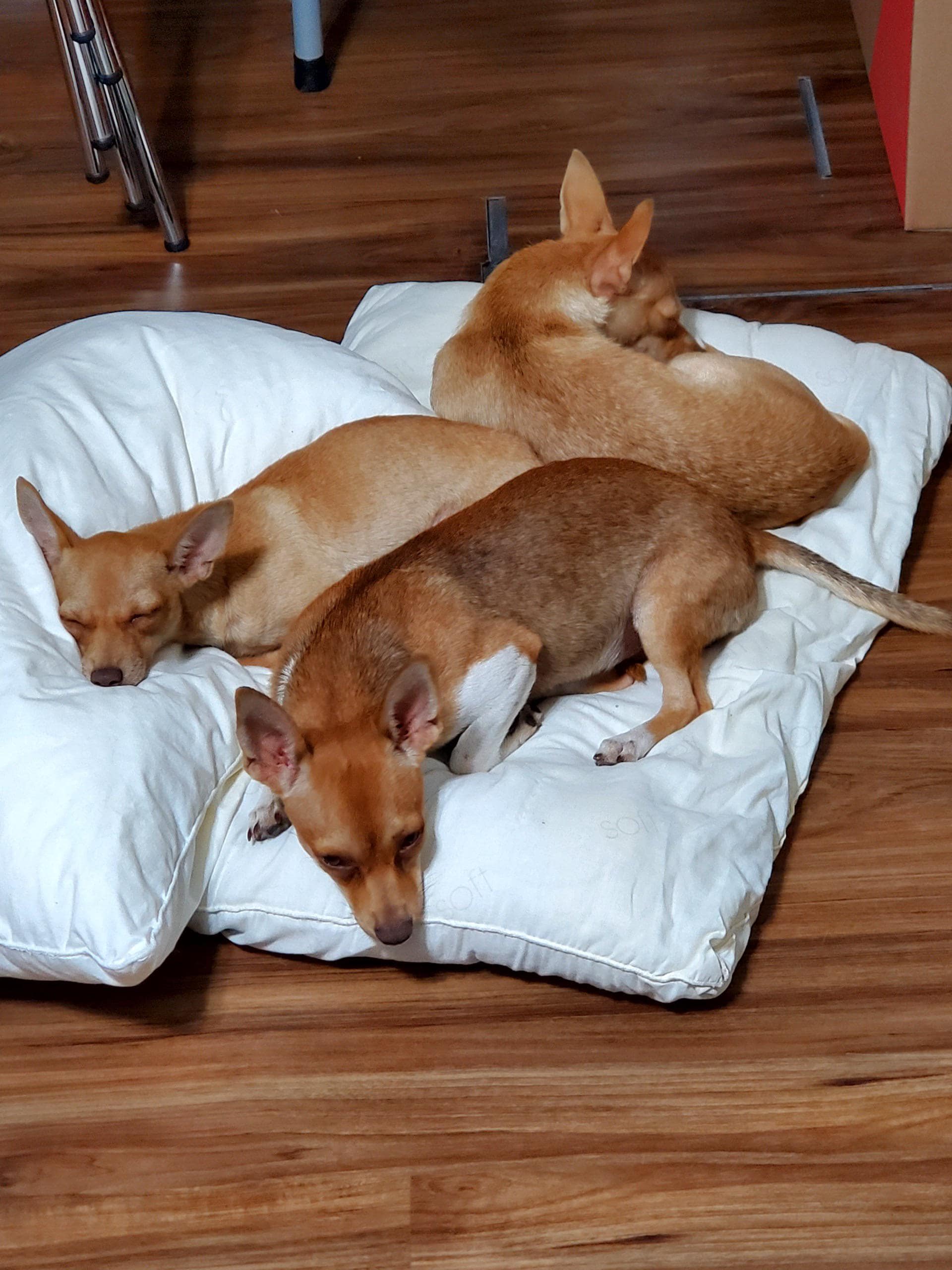 cute chihuahuas