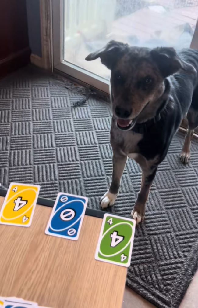 cute dog and uno cards