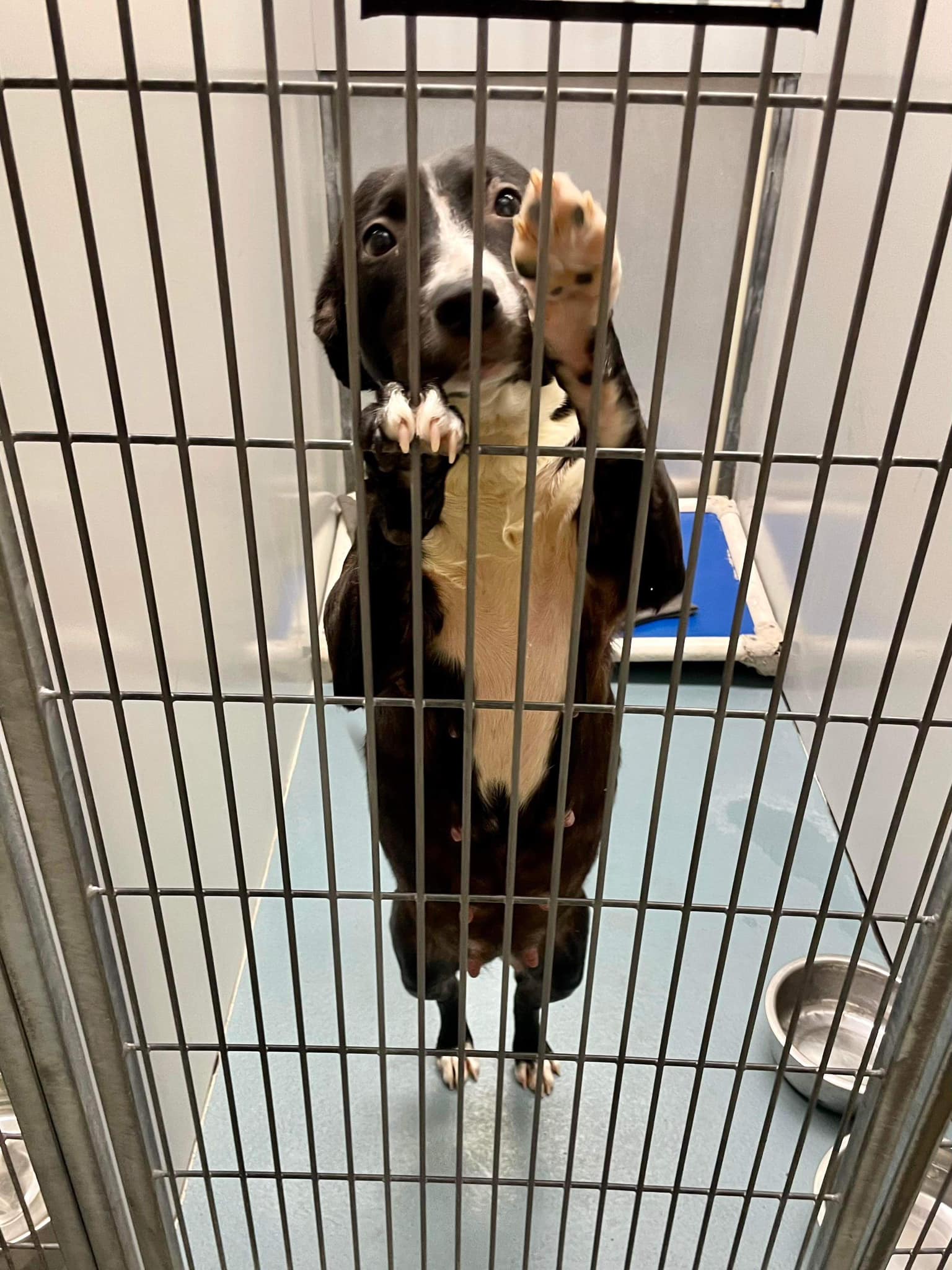 cute dog in cage