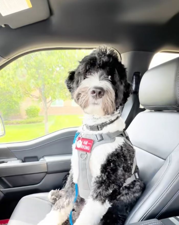 cute dog in car
