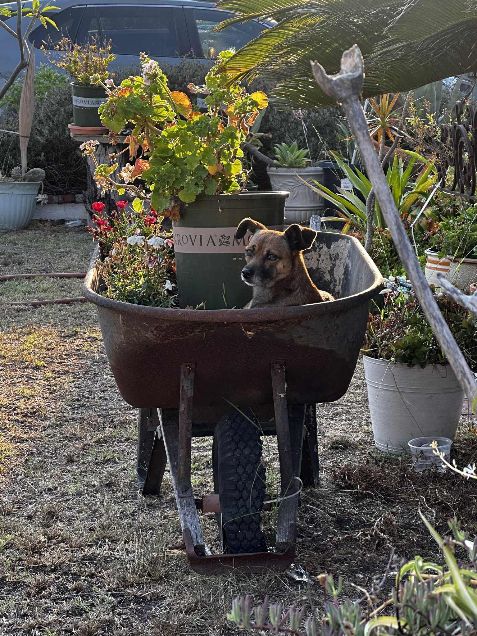 cute dog in wheelbarrow