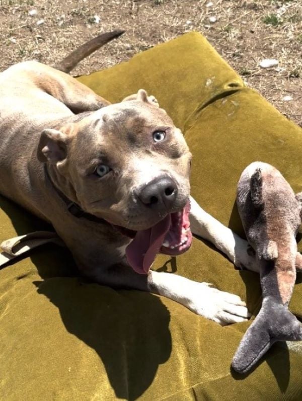 cute dog laying down