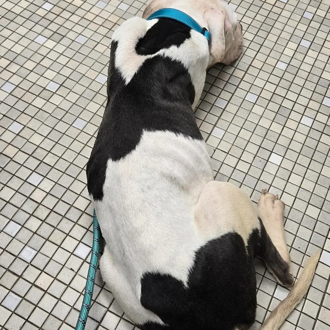 cute dog laying down