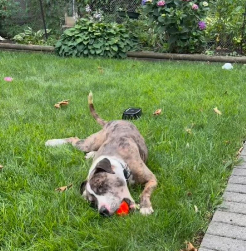 cute dog laying on the grass