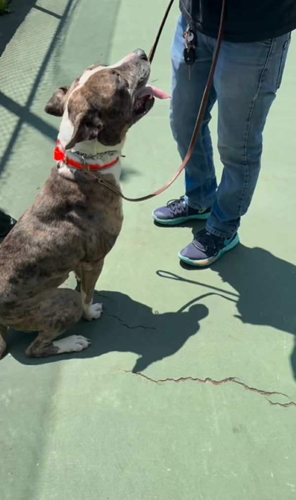 cute dog on a leash