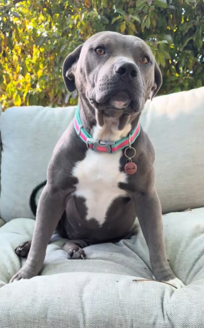 cute dog on couch