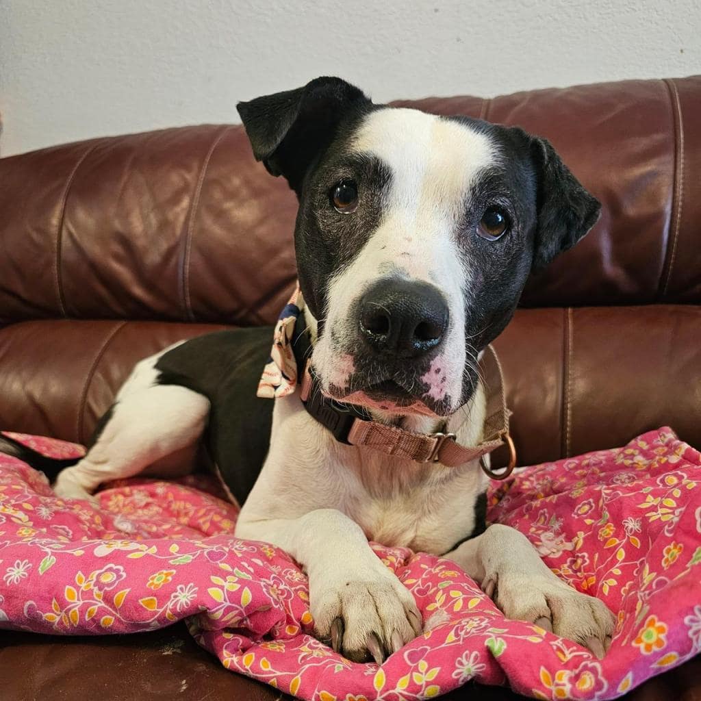 cute dog on couch