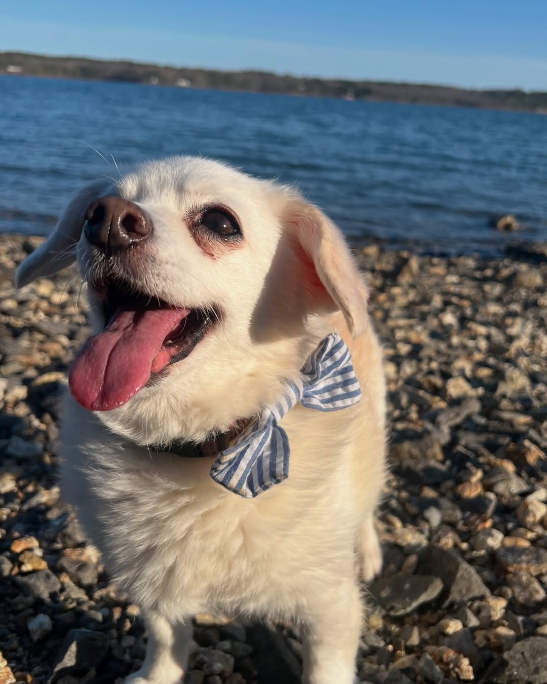 cute dog on shore