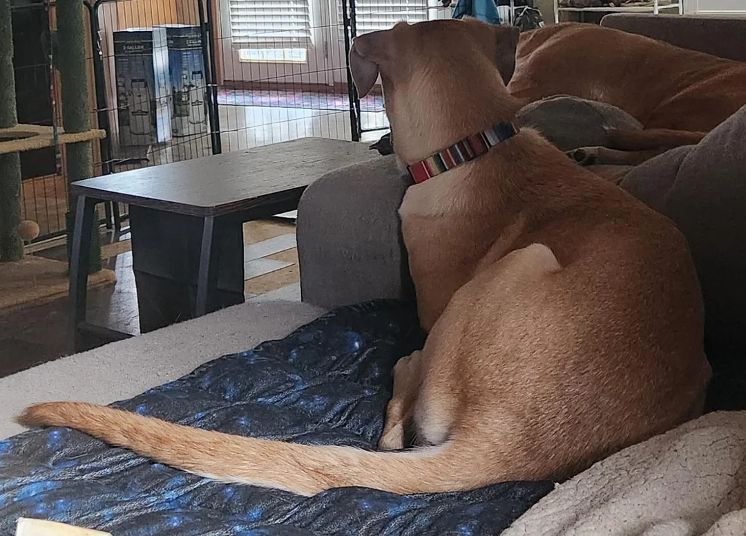 cute dog with long tail