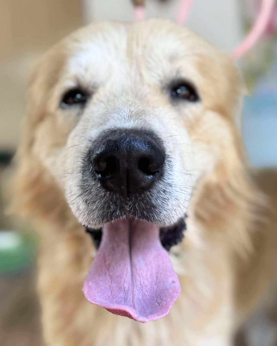 cute dog