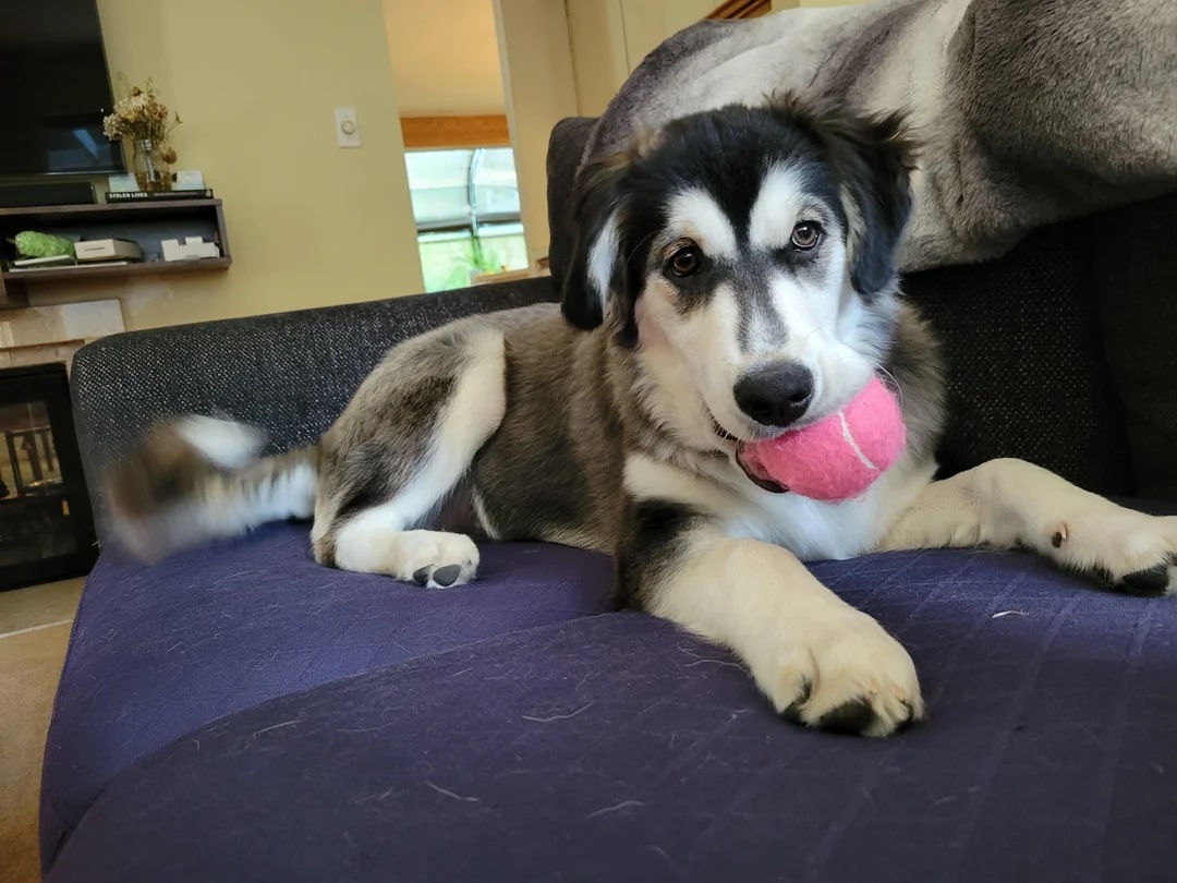cute husky