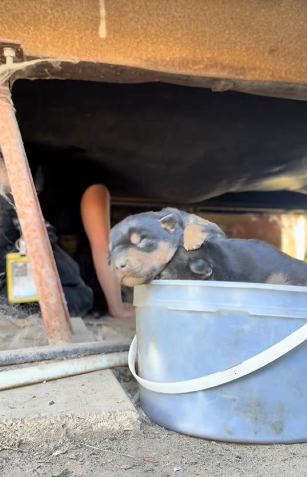 cute puppy in a bucket