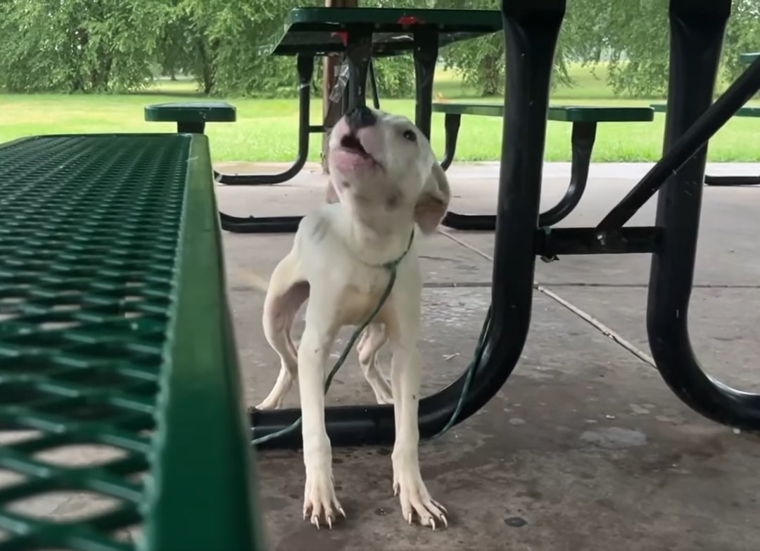 cute white dog