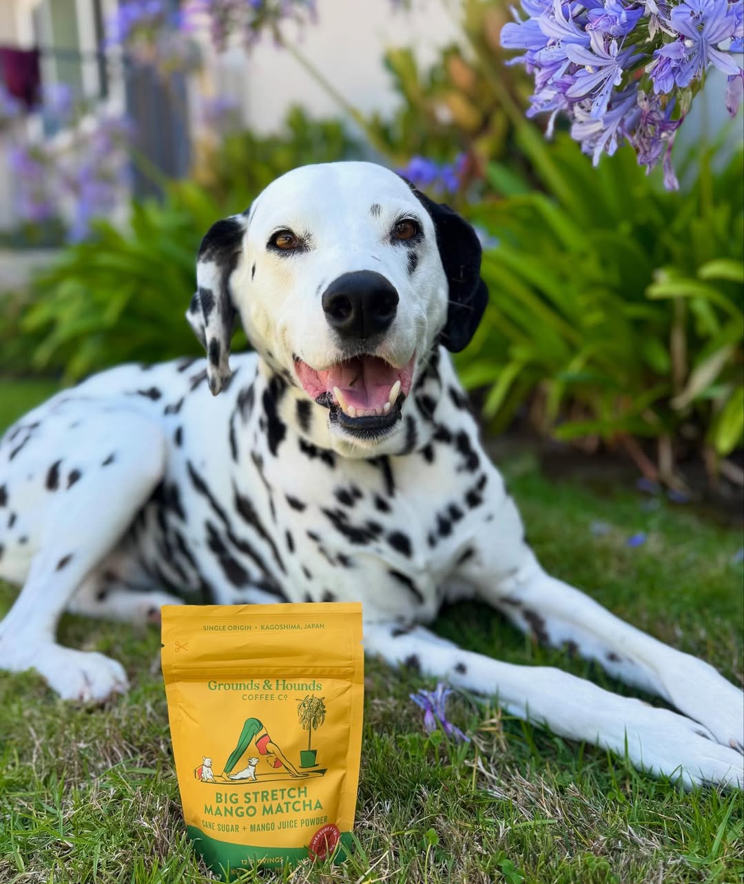 dalmatian lying on grass