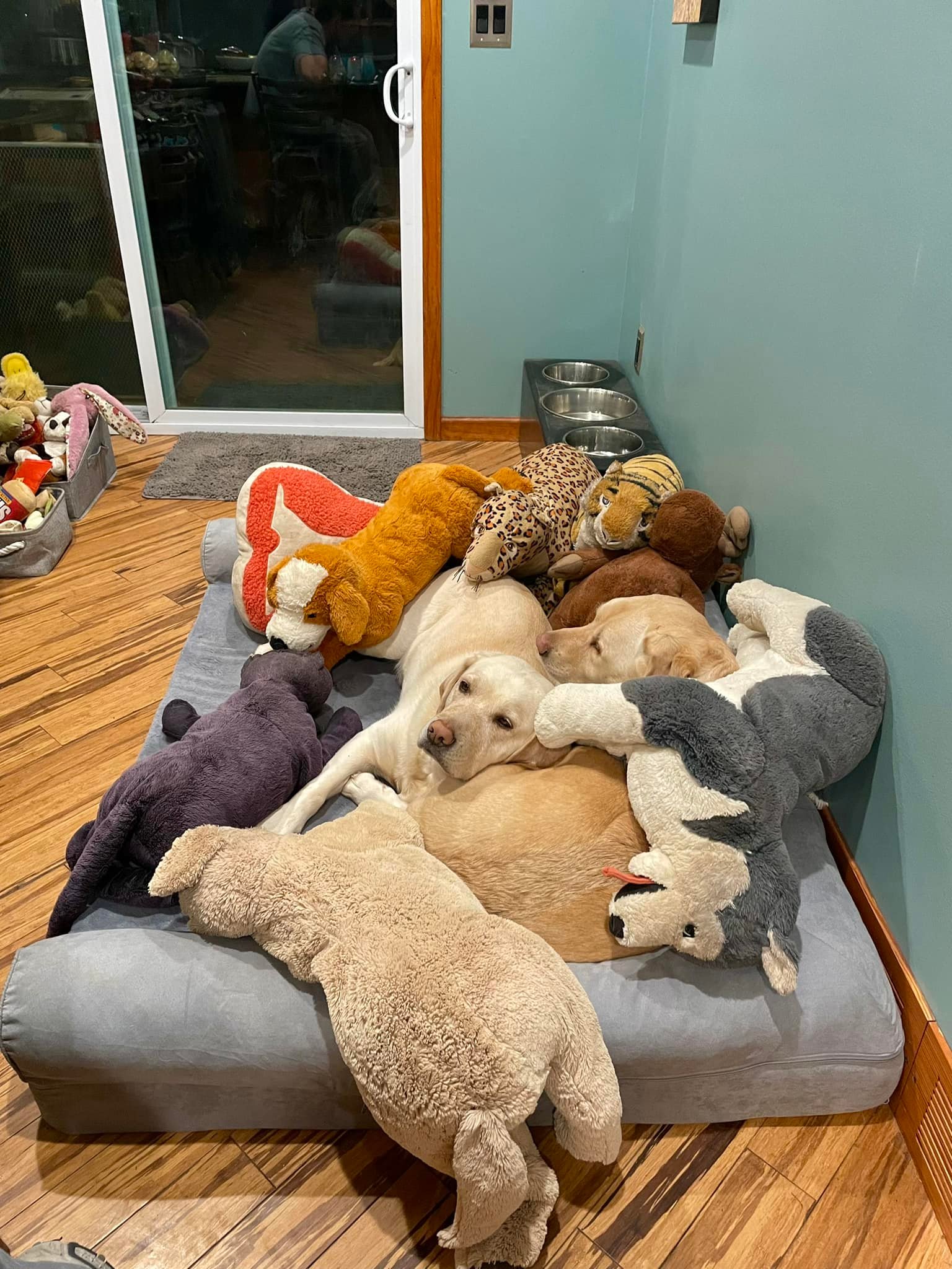 dog and stuffed animals
