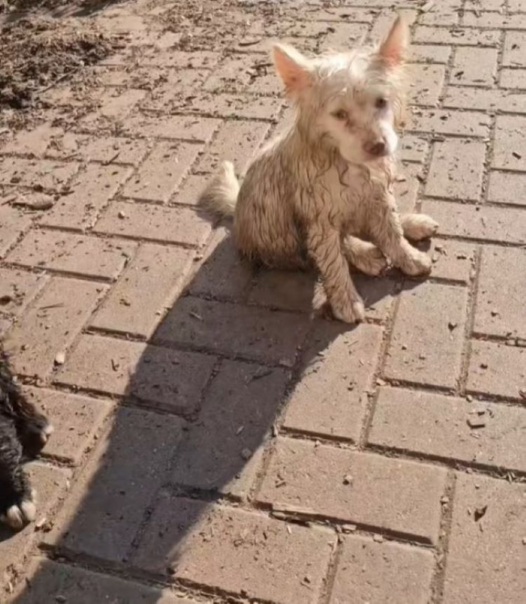 dirty white dog