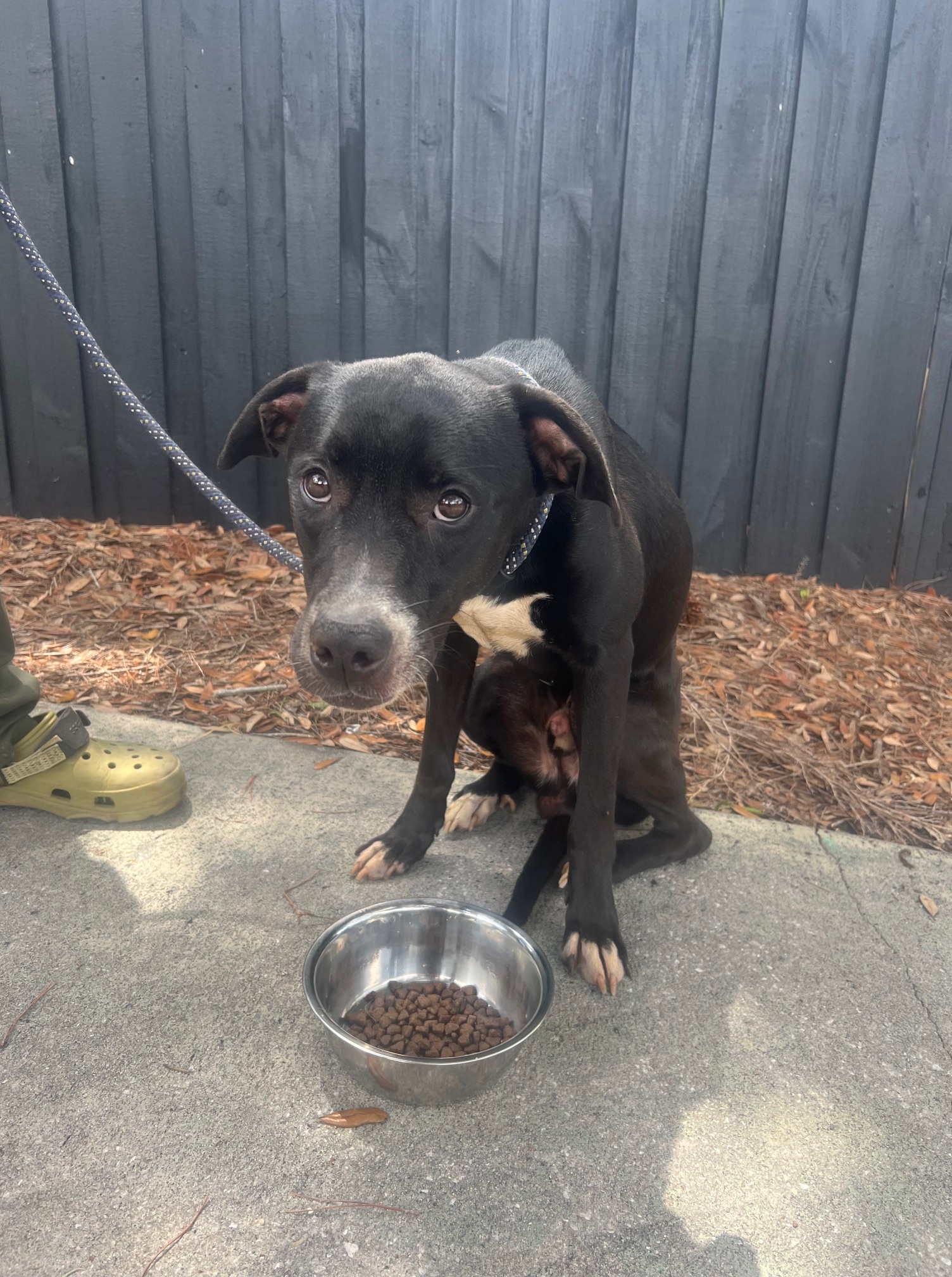 dog and bowl with food
