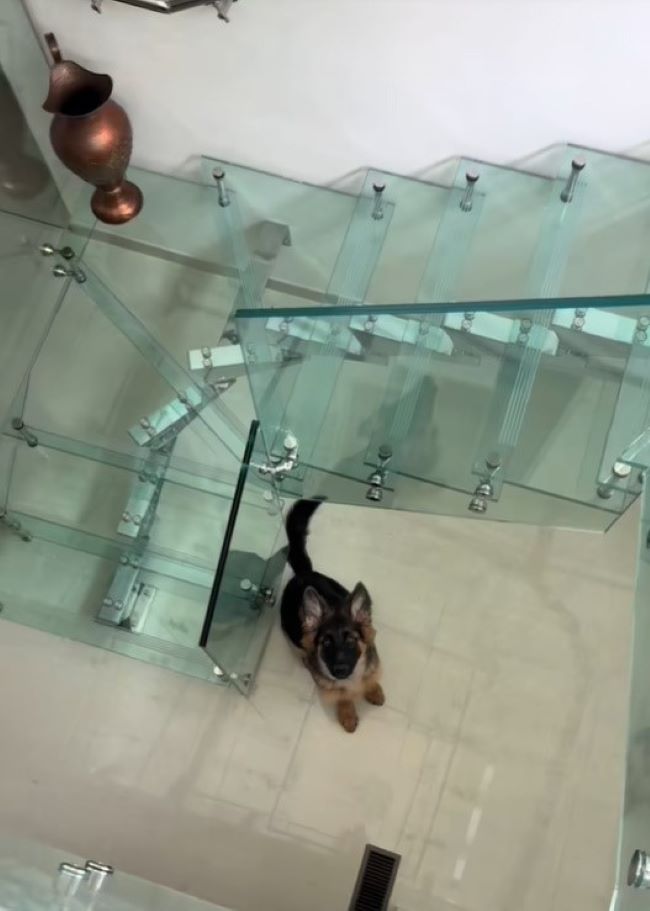 dog and glass stairs